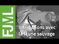 Une nuit de fin de saison - interactions faune sauvage et domestique sur un alpage - IPRA 2018