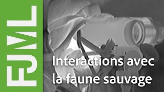 Interactions faune sauvage et domestique sur un alpage - IPRA