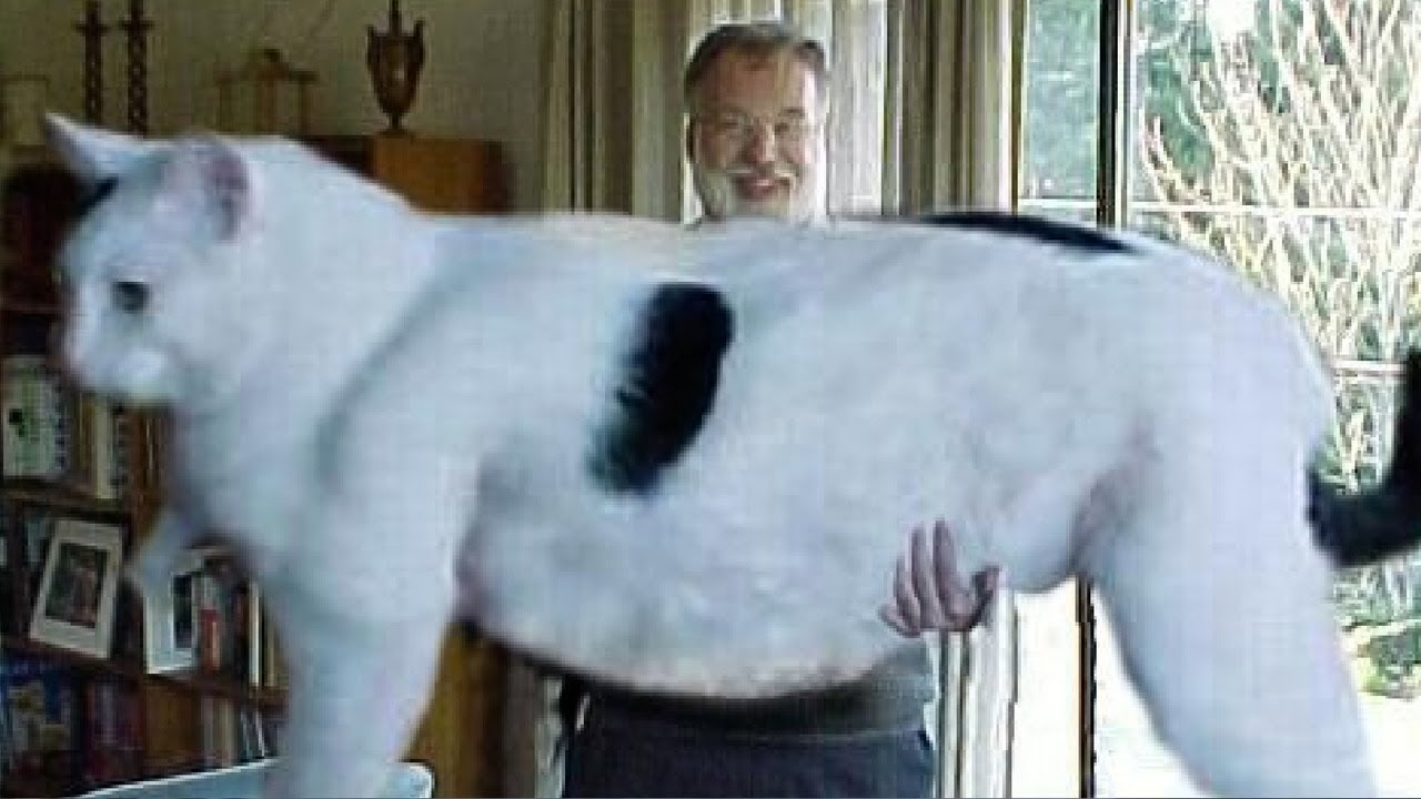 10 самых больших пород кошек в мире - YouTube