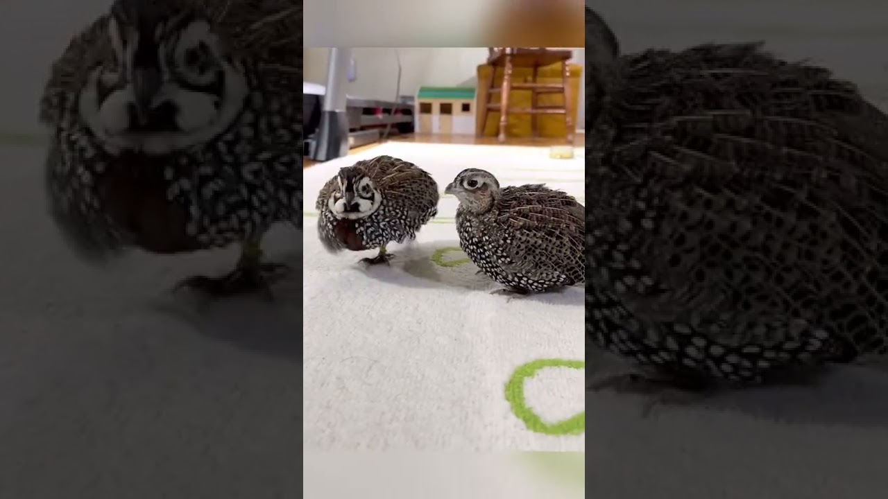 Like father like son - why do Montezuma quails do this constantly, almost?