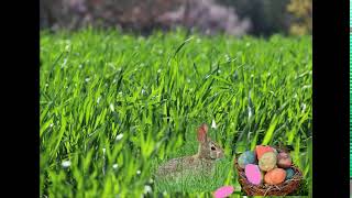 easter bunny gif