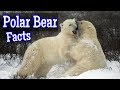 Polar Bears: The Arctic Giants