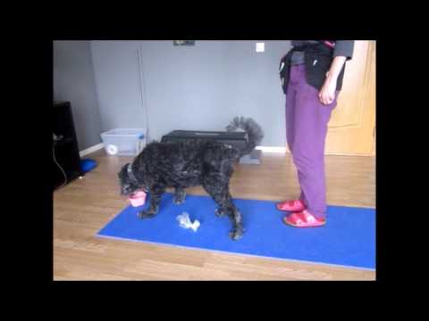 Video: Døve Hundetreningstips