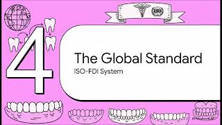 [Dental Anatomy] 3. Cracking the Code