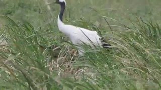 1041218三芝丹頂鶴10