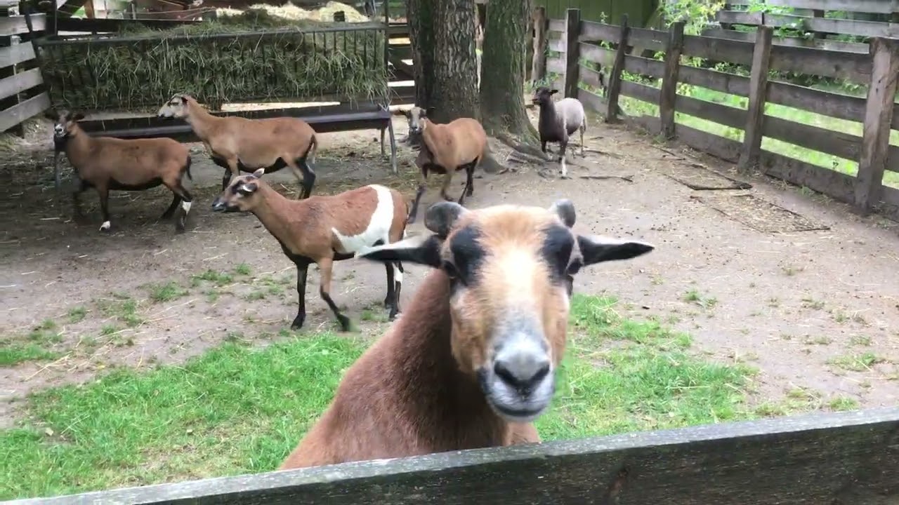 Alberne Kamerunschafe