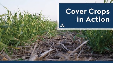 Cover Crops in Action: Soil Moisture Control, Consistent Yields and Fewer Weeds