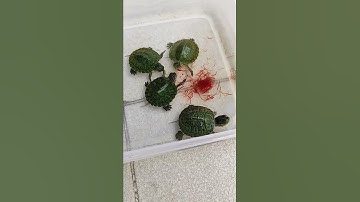 Feeding the turtles blood worms (part4)