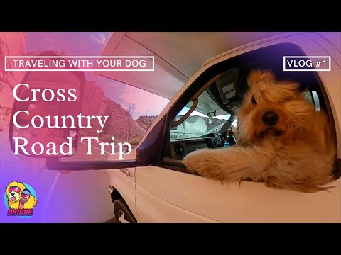 Video: Նյու Յորքի DJ- ն Dying Dog- ին տանում է Ultimate Cross-Country Road Trip- ի