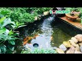 Cách dùng đèn UV diệt tảo xanh hồ cá Koi siêu nhanh - Nước trong như suối | UV Light For Koi Pond