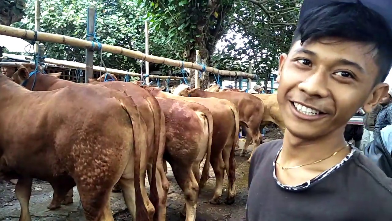 S Riko Sapi Cek Harga² Sapi Bakalan Penggemukan ke Mas Adi dan Mas Riko, Blantik ...
