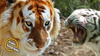 انواع النمور حول العالم | الحيوانات والحياة البرية