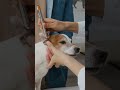 Why Expert-Led Animal Wellness Stands Out