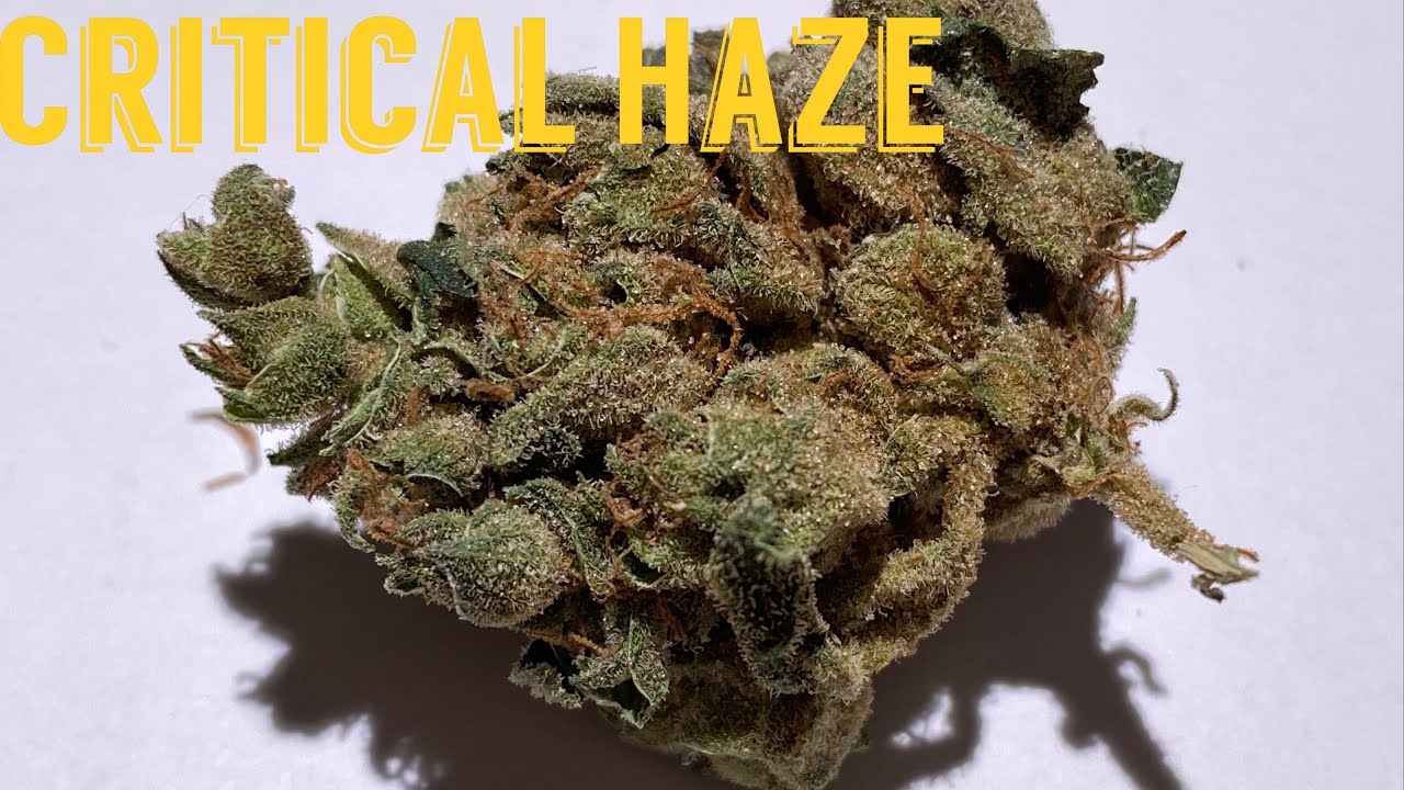 CRITICAL HAZE STRAIN REVIEW UK. 