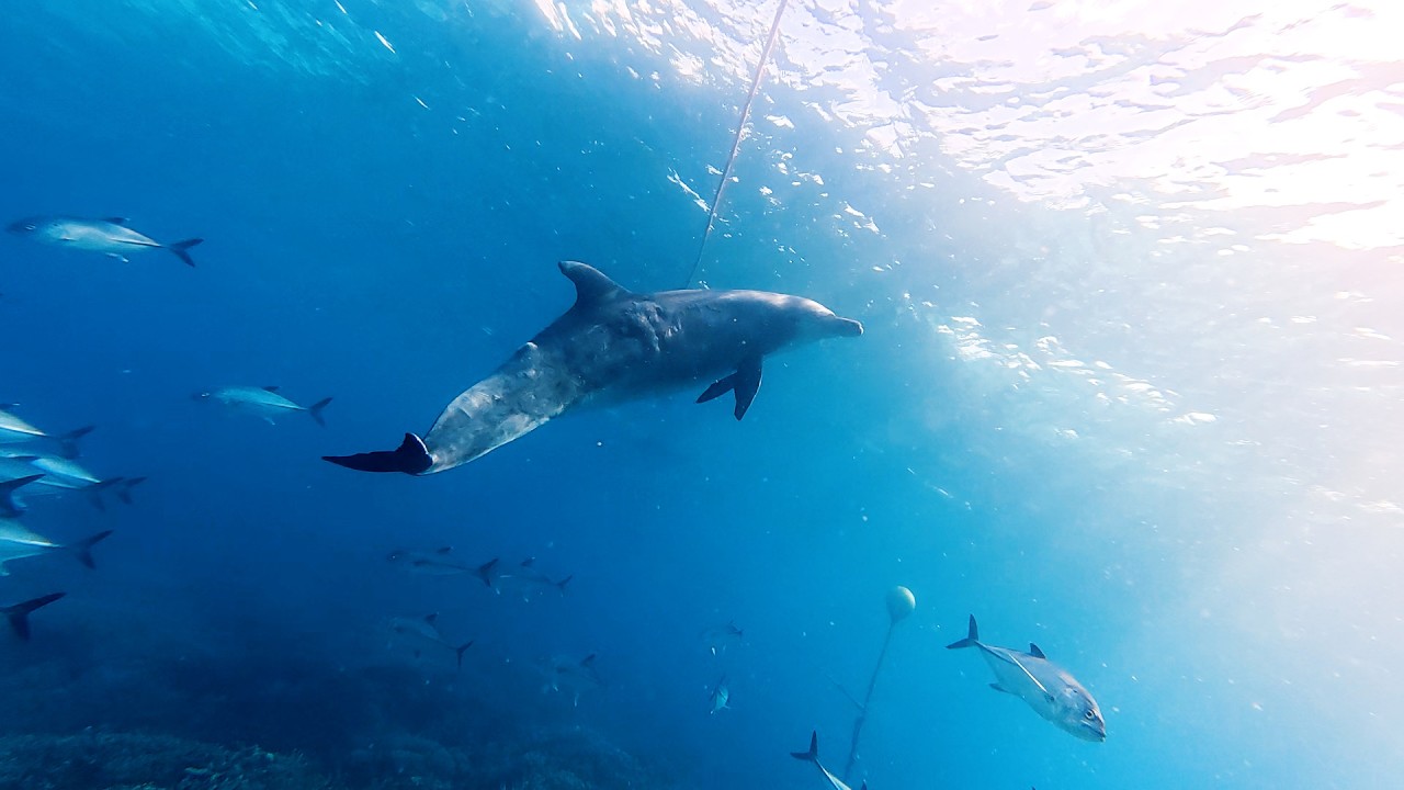 Food-stealing dolphin finds a surprising shortcut to an easy meal