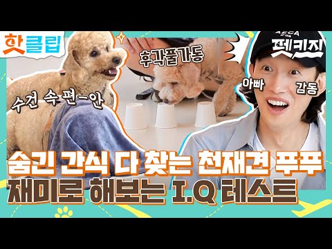 ♨핫클립♨ ＂아빠 면이 선다!＂ 큰 거 한 방 노리는 푸푸에 기영 아빠 으쓱🤗 가지각멍 I.Q 테스트｜펫키지｜JTBC 210902 방송