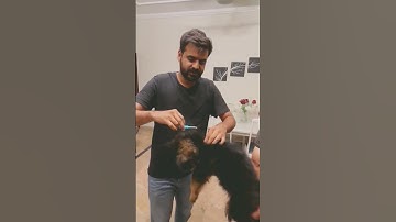 How to insert microchip in dogs and scan live video