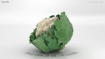 Cauliflower 3D model by 3DModels.org