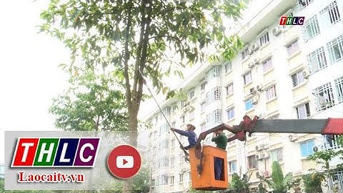 Đảm bảo an toàn cây xanh đô thị mùa mưa bão | THLC