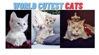 World Cuttest Cats Funny Cats Compilation Cute Pets Shorts