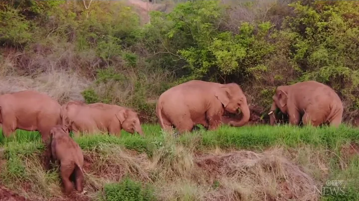 Wandering Asian elephants take break after 15-month journey - DayDayNews