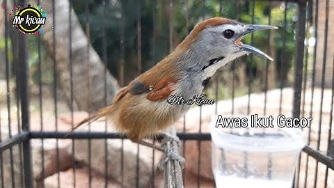 TEPUS PIPI PERAK GACOR