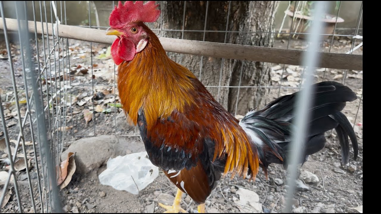 Chia Sẻ Vài Bé Gà Tơ Giao Lưu Dịp Xuân