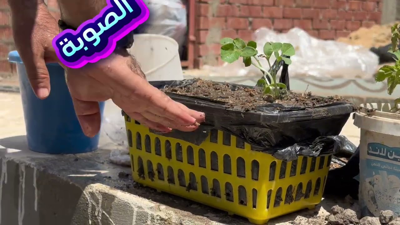 من الإصيص للمائدة! ازرع بطيخ ومانجا بنفسك في البيت | غراس للزراعة