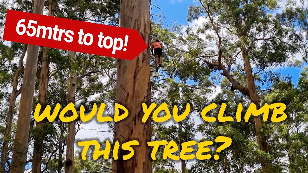 NO SAFETY NET Sailing family crazy tree climb – Ep 151