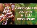 Аквариумные растения и светодиодное освещение