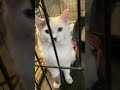 Pretty cat #lifehax4men #kitty #smellycat #cutecat