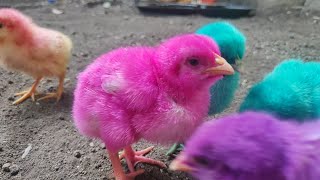 Small Chicks Colorful Hens | Dringking