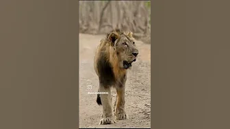 Asiatic lions.                    Sasa Gir Forest Gujarat thumbnail