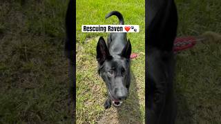 Adoption day of a 18 month old German Shepherd