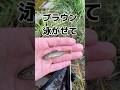 水路にブラウントラウトを放り込む #shorts #釣り