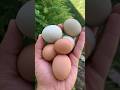 Mini Egg