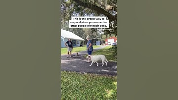 How to respond to people approaching your dog with their dogs.  #shorts #dogshorts #dog