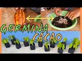 como se GERMINA el CACAO 🍫/ cacao para chocolate/procedimiento para germinar semillas de cacao 2020