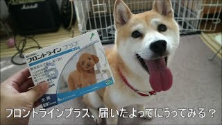 柴犬小春　【ノミ・ダニ駆除】フロントラインプラス届いたよってに。後半、ダイエットについて