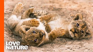 Hollywood Pride Lion Sisters Reunited with 5 Adorable Cubs | Love Nature