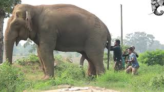Treatment of the sick big elephant   बीमार बड़े हाथी का इलाज   รักษาช้างตัวใหญ่ที่ป่วย