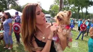 Who Will Win This Dog Fashion Show?