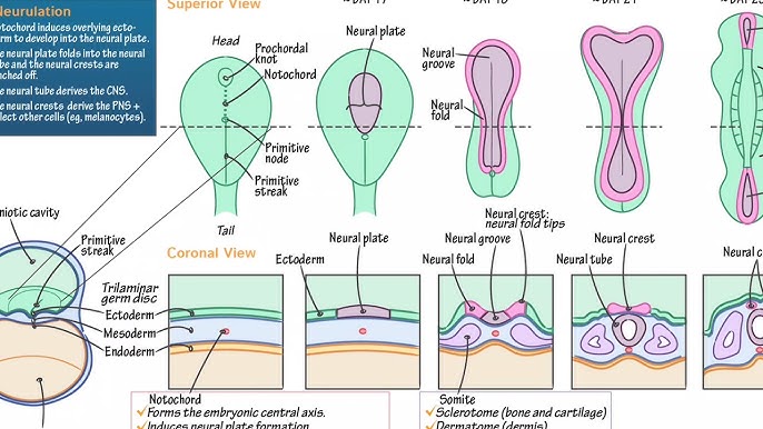 Neuroanatomy: Draw It to Know It