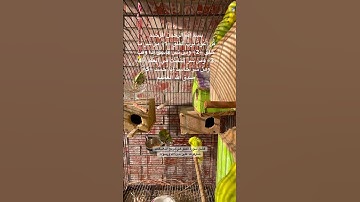 #سورة_الفلق #مكتوبة #قرآن #المصحف #فضل #السورة #اكسبلور #طيور #البادجي #امريكا #quran #birds #texas