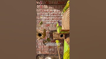 #سورة_الفلق #مكتوبة #قرآن #المصحف #فضل #السورة #اكسبلور #طيور #البادجي #امريكا #quran #birds #texas