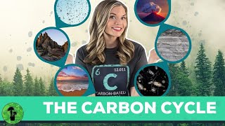 The Carbon Cycle