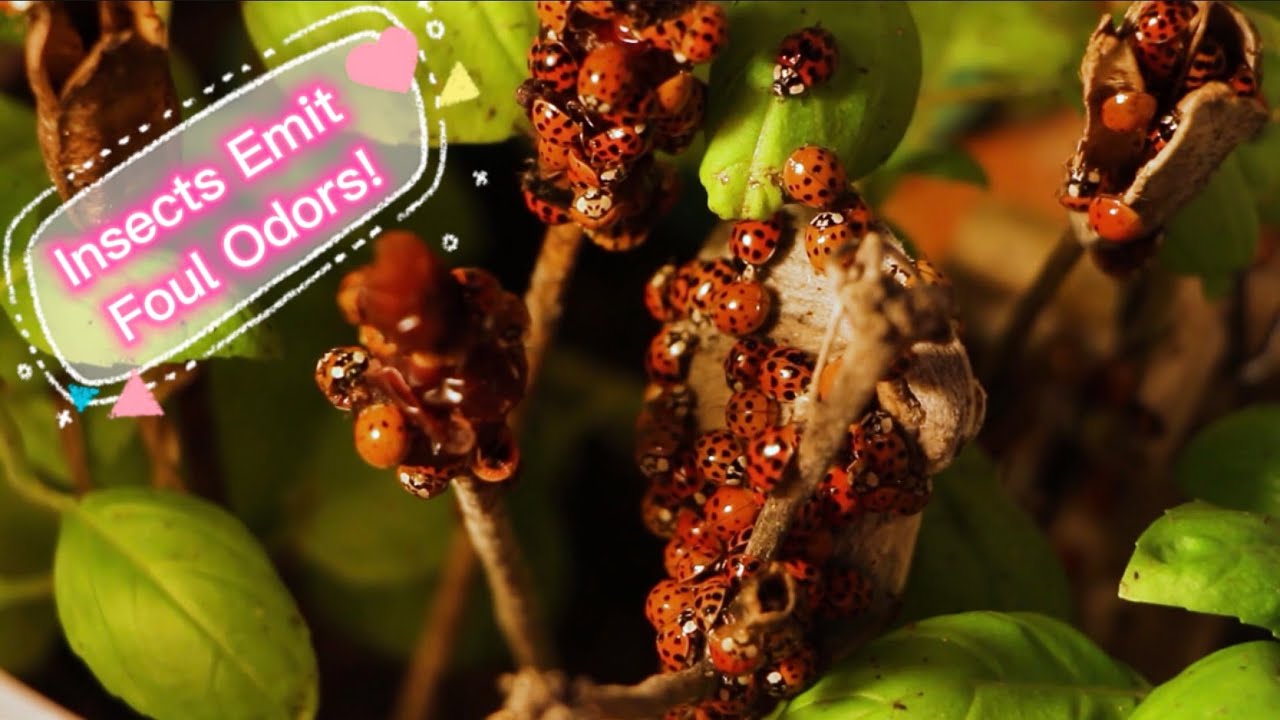 Nature’s Stinky Secret: Insects’ Defense Mechanism! - YouTube