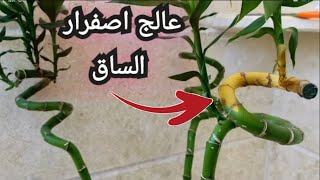 بامبو أو عصا موسى كيف نعالج اصفرار الساق قبل موته (اصفرار ساق عصا موسى)