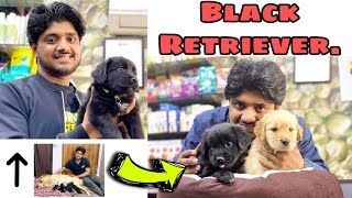 Black Retriever - Birth from ‘Golden Retriever & Black Retriever’ | Contact - 9140752208, 9369347740