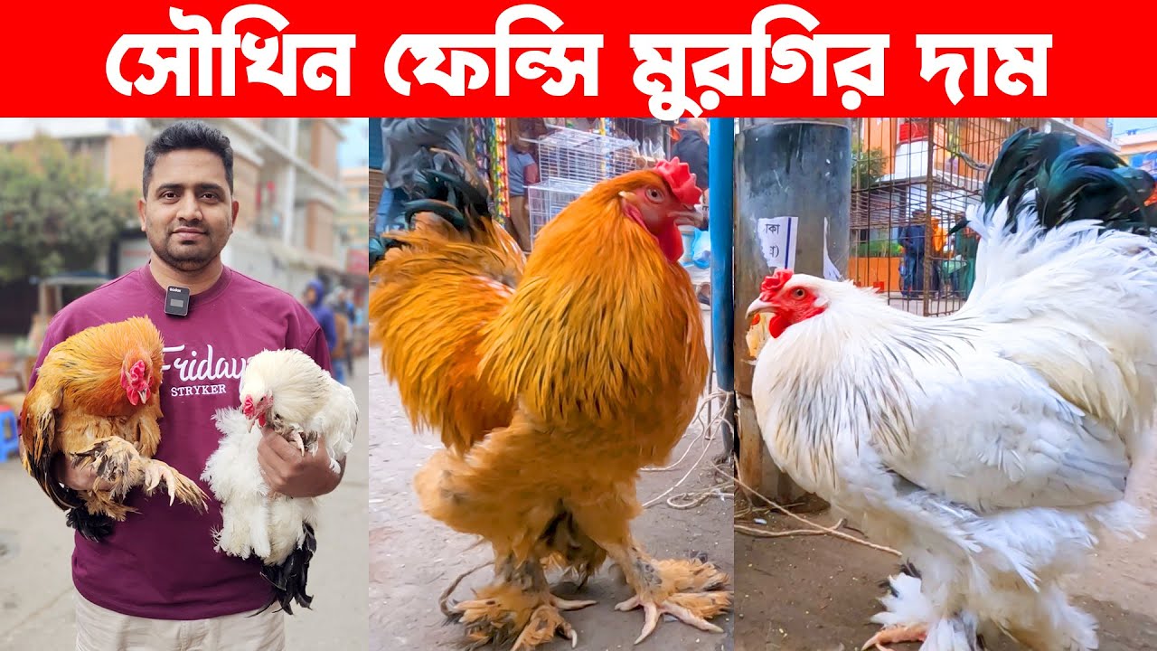 সৌখিন ফেন্সি মুরগির দাম || Fancy Chicken Price In Bangladesh || Village Market || Live Village 24